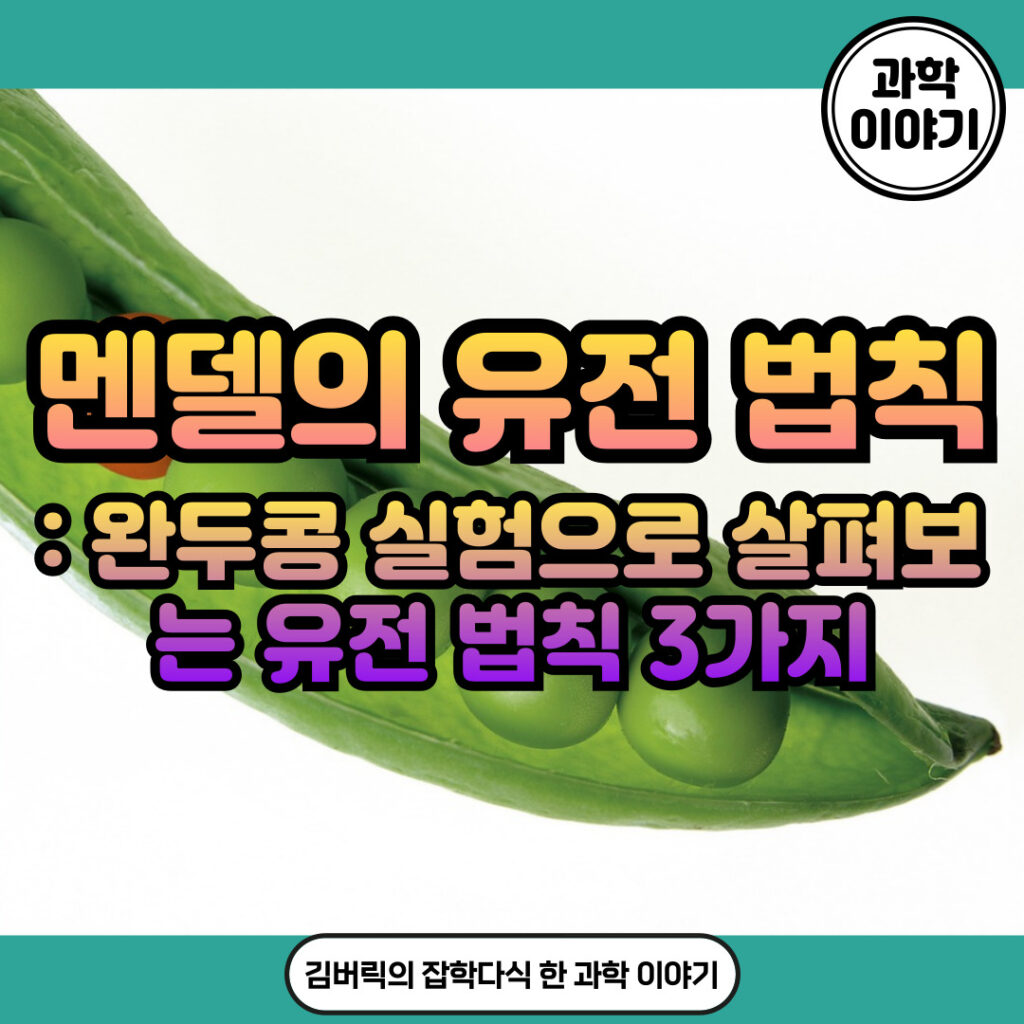 멘델의 유전 법칙: 우열, 분리, 독립 3가지 법칙으로 배우는 유전학의 기초 - 김버릭의 블로그