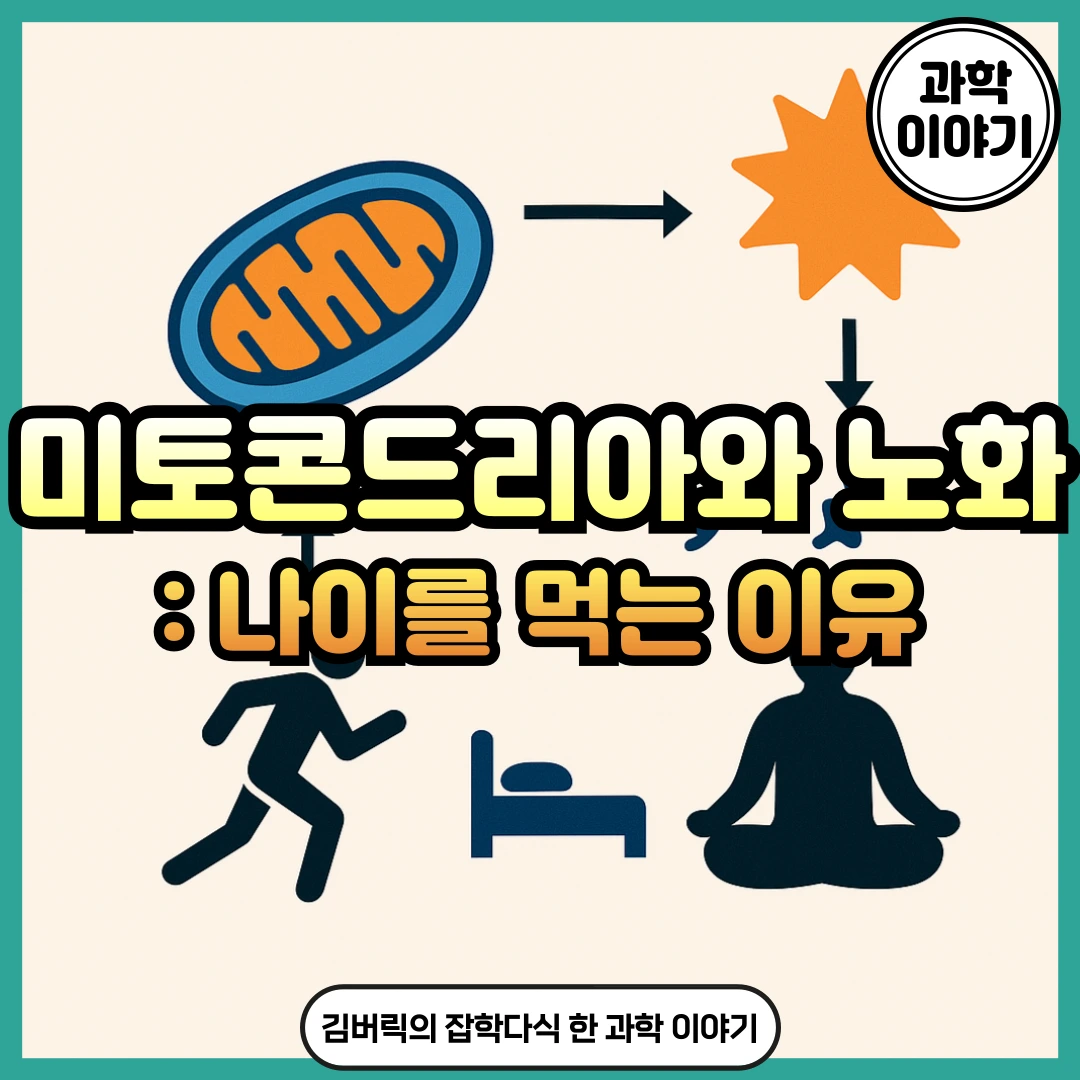 미토콘드리아와 노화