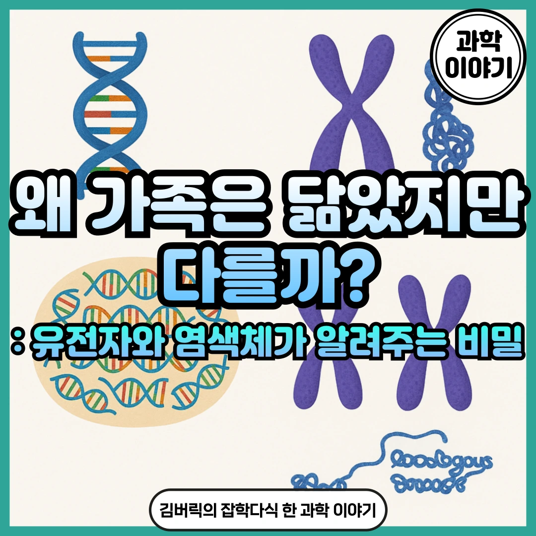 대립 유전자 풀 염색체 염색사